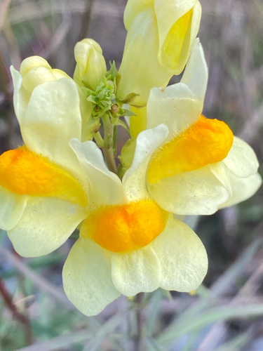 common toadflax