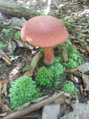 Austroboletus gracilis