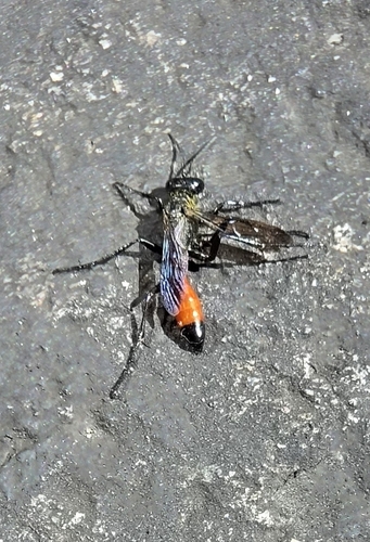 Ammophila azteca photo 2