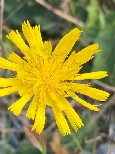 hawkweeds