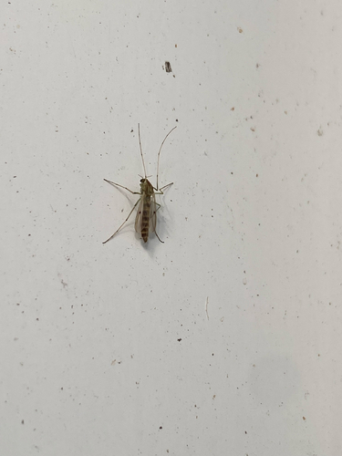 Chironomus