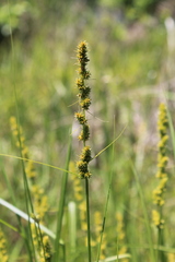 Carex vulpinoidea