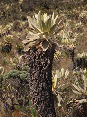 Espeletia hartwegiana