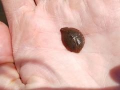 Glossiphoniidae