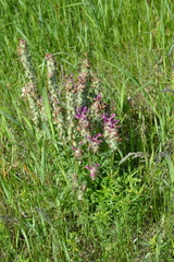Pedicularis dasystachys