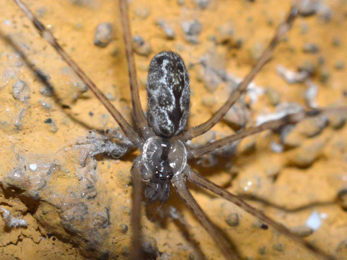 Marbled Cellar Spider