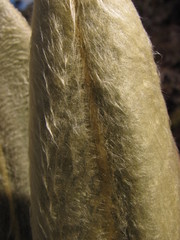 Espeletia hartwegiana