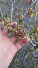 Cercocarpus ledifolius intermontanus