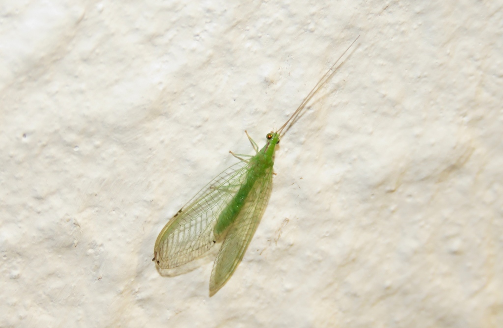 Ceraeochrysa cornuta