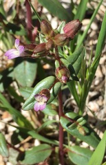 Collinsia callosa