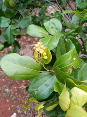 Sarcomphalus domingensis