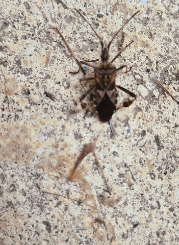 Western Conifer Seed Bug