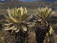 Espeletia hartwegiana