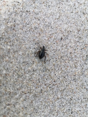 Otiorhynchus atroapterus