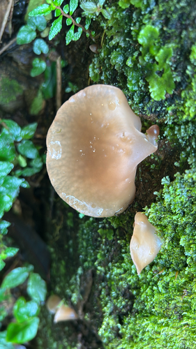 Auricularia delicata observed 2026-09-28