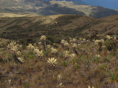 Espeletia hartwegiana