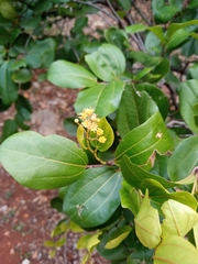 Sarcomphalus domingensis