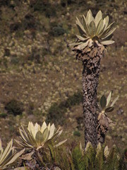 Espeletia hartwegiana