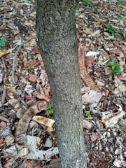 Sarcomphalus domingensis