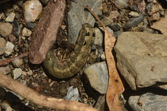 Spodoptera littoralis