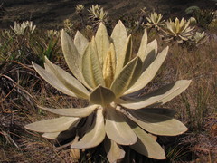 Espeletia hartwegiana