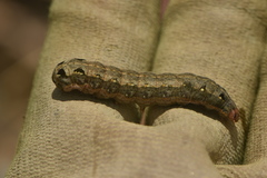 Spodoptera littoralis
