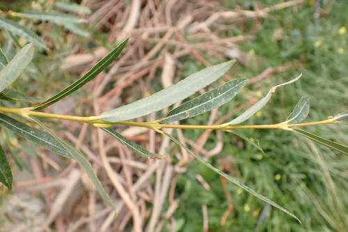 Purple Willow