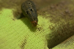 Spodoptera littoralis
