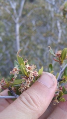 Cercocarpus ledifolius intermontanus