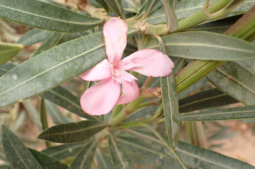 oleander
