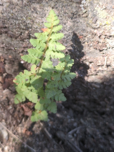 Physematium oreganum observed 2026-10-03
