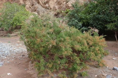 French tamarisk