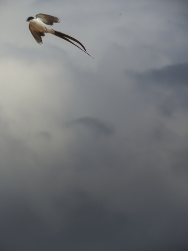 Fork-tailed Flycatcher
