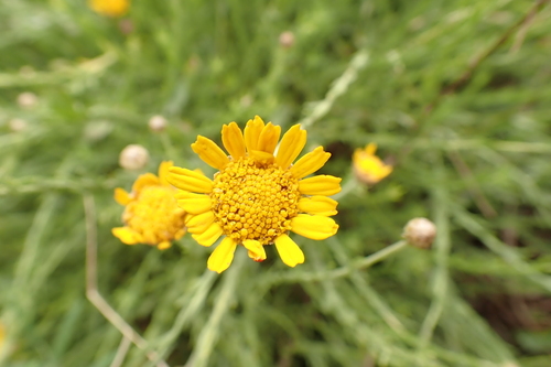 Cladanthus scariosus