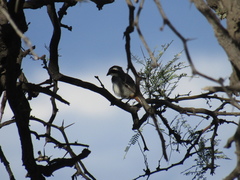 Microspingus torquatus