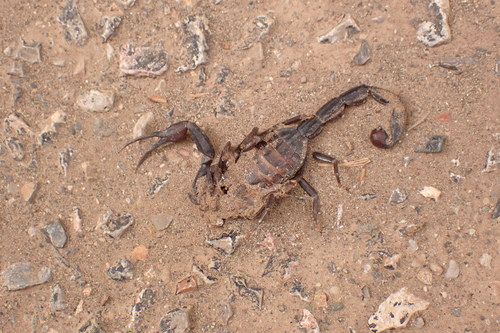 Hottentotta gentili