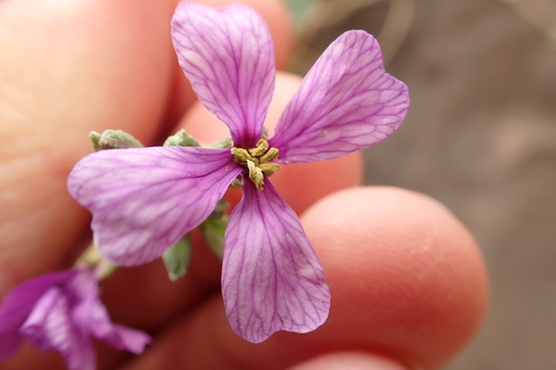 Moricandia suffruticosa