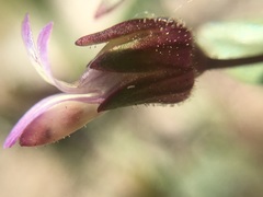 Collinsia callosa