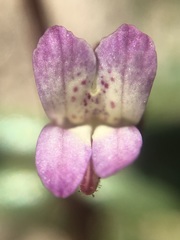 Collinsia callosa