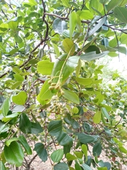 Sarcomphalus domingensis