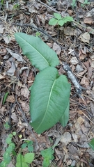 Bistorta officinalis