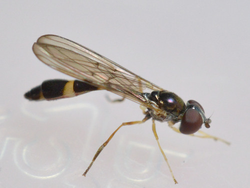 Common Dainty