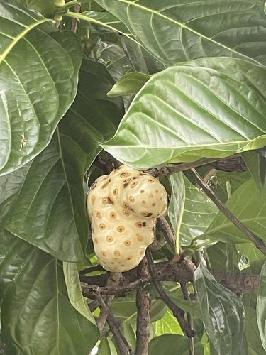 Noni