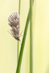 Cynaeda dentalis
