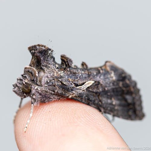 Sharp-stigma Looper Moth photo 5