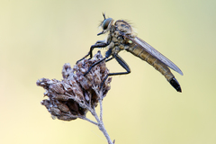 Dysmachus fuscipennis