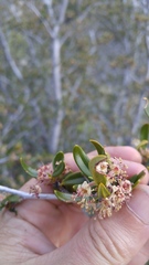 Cercocarpus ledifolius intermontanus