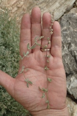 Extriplex californica