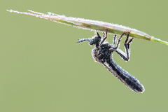 Dioctria atricapilla