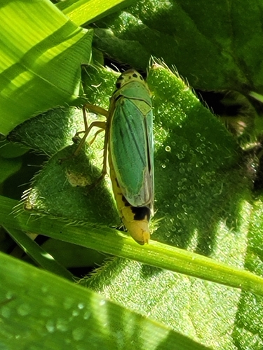 Green Leafhopper